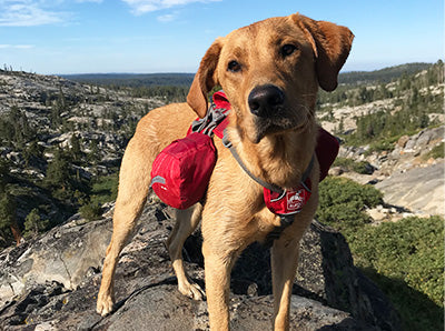 Hiking dog protein bar