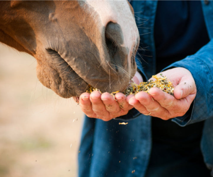 The Four Cornerstones of Equine Wellness