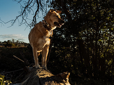 Sandi Stand on Log Healthy Senior Dog Supplements