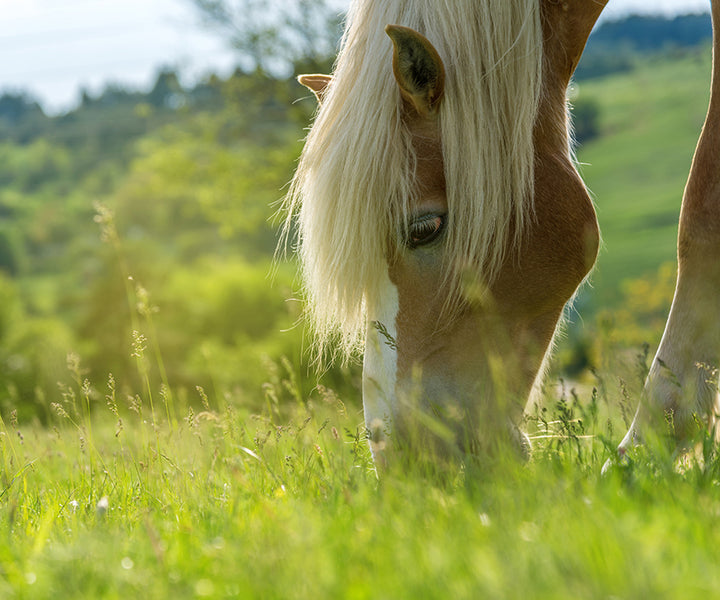 Traditional Chinese Medicine Approach to Feeding Horses