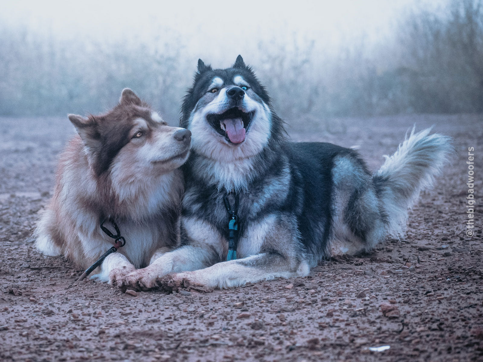 Best selling all natural healthy dog treats